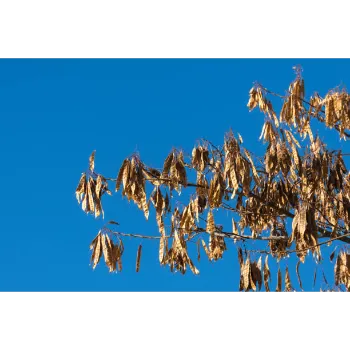 Dry Indigo Leaves